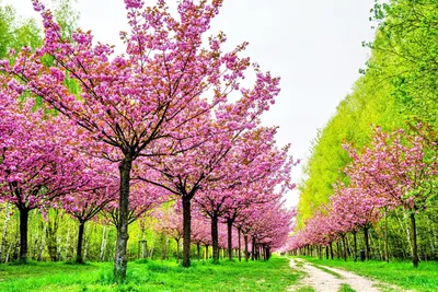 Деревья весной» картина Панова Игоря маслом на холсте — купить на 