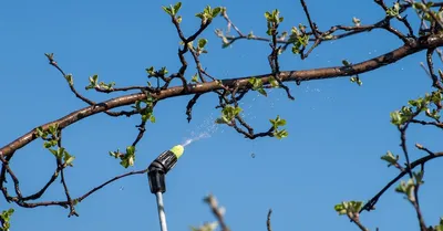 Почему деревья просыпаются весной не одновременно? | Блог о ландшафтном  дизайне