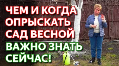 Весенняя обрезка плодовых деревьев