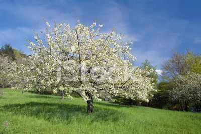 Весна цветение деревьев (88 фото) - 88 фото