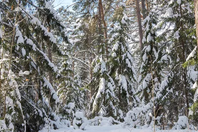 Зима. Заснеженные деревья - Zartschool - школа живописи Татьяны Зубовой