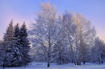 Чем болеют деревья зимой?