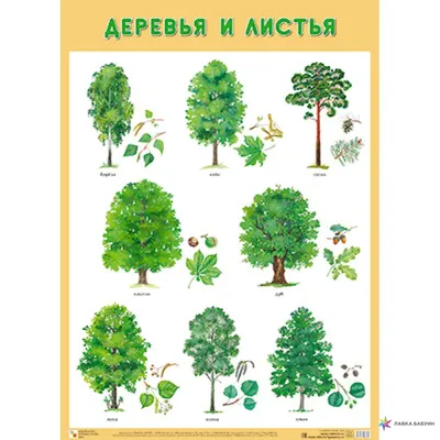 Деревья Беларуси - 43 фото