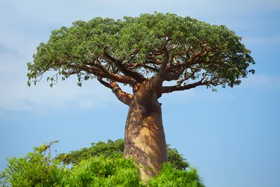ФЕЙК: 6000-летний баобаб в Сенегале или Танзании — самое старое дерево на  Земле | VoxUkraine