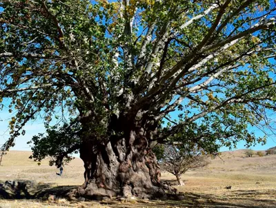 Adansonia GREGORII (Баобаб, Адансония): купить 2 семени c доставкой почтой  🌸 Адениум дома