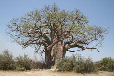 Необычные деревья мира:Баобаб «Чайник» - ЯПлакалъ