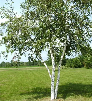 🌳 Искусственное дерево: Берёза, 360см купить » Искусственные растения с  доставкой по всей России