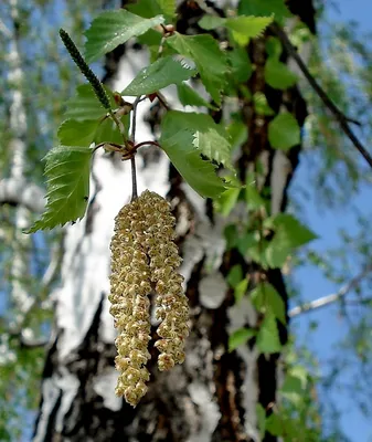 🌳 Искусственное дерево: Берёза, 150-210см купить » Искусственные растения  с доставкой по всей России