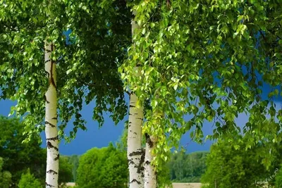 Береза — Русское дерево | Увлекательный Мир с Бертиасом | Дзен