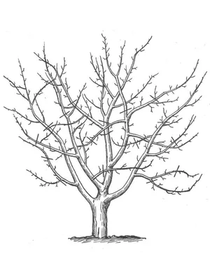 Раскраска Дерево без листьев распечатать или скачать
