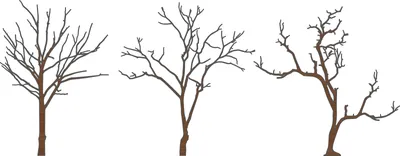 Трафарет Дерево без листьев купить для Стен — Шаблоны и Картинки в магазине