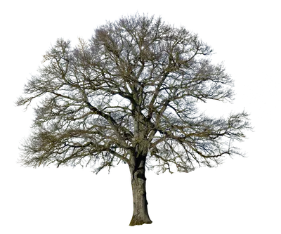 Дерево Без Листьев Природа - Бесплатное фото на Pixabay - Pixabay