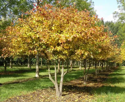 Боярышник обыкновенный (Crataegus laevigata) С3 - купить в Минске, цены