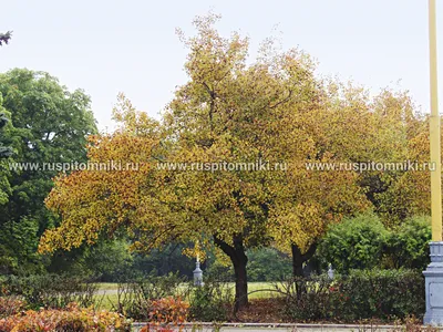 Боярышник крупноплодный 'Crataegus aestivalis' (шар) В-200-225см – купить в  питомнике Chelsea Garden