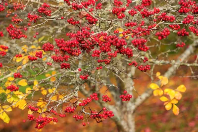 Купить Боярышник колючий Паули Crataegus oxyacantha Pauli - в питомнике  Флорини