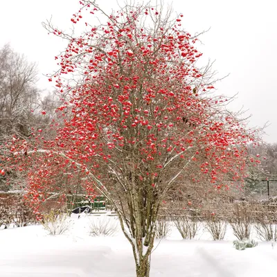 Боярышник кроваво-красный 'Crataégus sanguinea' В-250см – купить в  питомнике Chelsea Garden