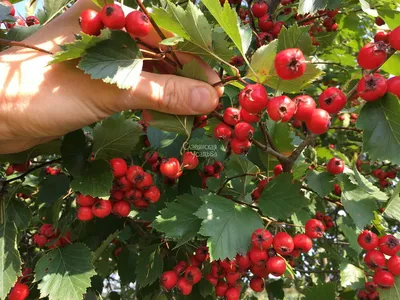 Боярышник обыкновенный (Crataegus laevigita) “Paul`s Scarlet” - «Feel Green»