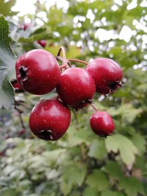 Купить Боярышник сливолистный (Crataegus х prunifolia) от 699 руб. в  интернет-магазине Архиленд с доставкой почтой по Москве и в регионы