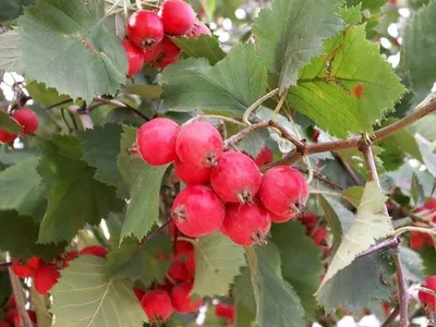 Боярышник мягковатый (Crataegus submollis) С10, цена в Пскове от компании  Вилла-Планта (питомник растений)