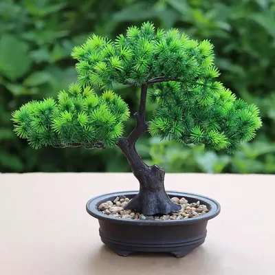 Дерево бонсай: 65 фото и главные правила выращивания декоративных растений  | Bonsai garden, Bonsai tree, Bonsai plants