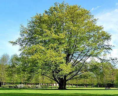 Бук Европейский Fagus Sylvatica - купить декоративные и хвойные растения с  доставкой по Украине в магазине Добродар