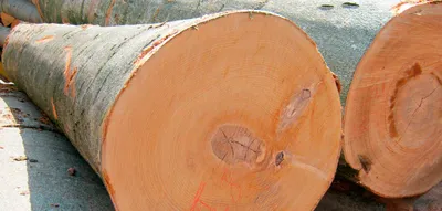 Чем древесина бука отличается от других пород.. | Wood Market