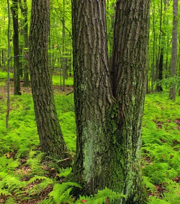 Дерево бук - где растет в России, описание и фото, свойства, видео