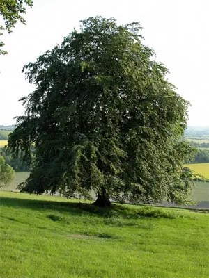 Бук (Beech, Fagus), дерево бук, древесина бука