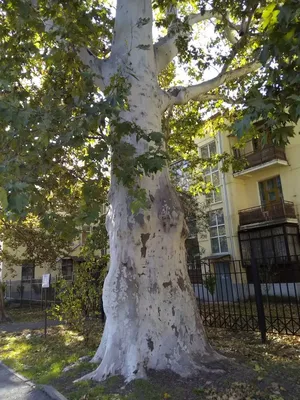 Дерево Платан в Краснодаре, ул. Пушкина, 32 - фото, отзывы 2024, рейтинг,  телефон и адрес