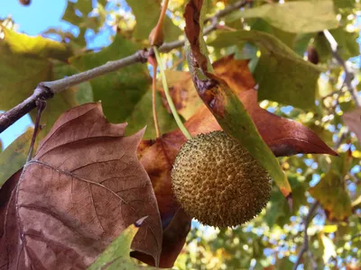 Платан восточный (Platanus orientalis) — путеводитель по отдыху в Крыму