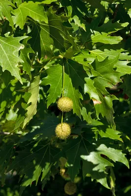 Платан клёнолистный, чинара (Platanus acerifolia) — путеводитель по отдыху  в Крыму