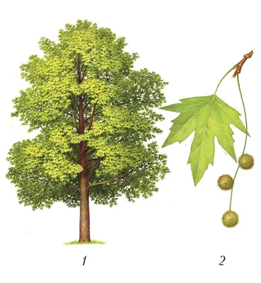 Купить семена Платан восточный (чинара). Platanus orientalis | Семена и  саженцы Анатолия Орлова