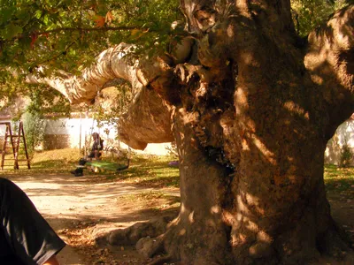 Платан дерево в Крыму (74 фото) - 74 фото