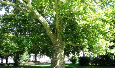 Чинар дерево (125 фото) - 125 фото