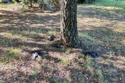 Рязанцы обнаружили мертвых птиц в сквере на улице Строителей — Новости —  город Рязань на городском сайте 