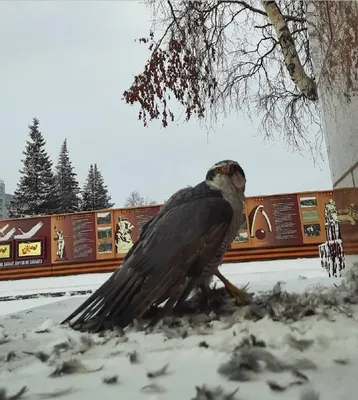 В Ашхабаде зимуют тропические попугаи