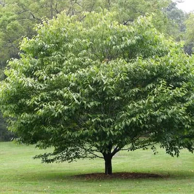 Граб обыкновенный (Carpinus betulus L.) – Лиственные деревья Буква «Г» -  цветочный портал Ваш Сад!
