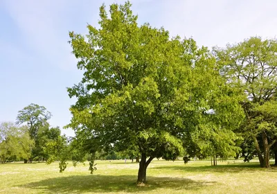 Граб обыкновенный, carpinus betulus