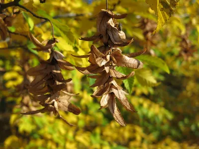 Деревья: Граб обыкновенный Фастигиата "Carpinus betulus Fastigiata"