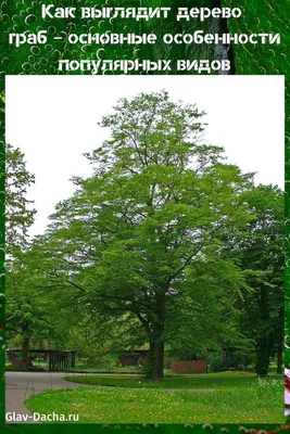 Короткие Граб Дерева (Граб), Зеленые Поля, Голубого Неба, Зимой Им Стоковые  Фотографии | FreeImages