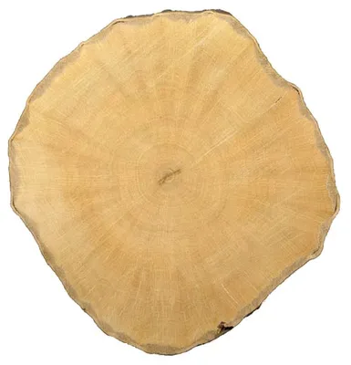 Граб звичайний 'Columnaris' / Carpinus betulus 'Columnaris' - Розсадник  декоративних рослин «Зелена Бухта»