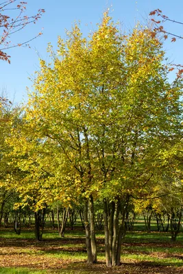 Carpinus betulus - Граб обыкновенный | Mustila