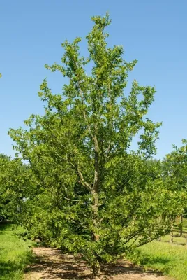 Граб обыкновенный / Carpinus betulus | MULTIFLORA