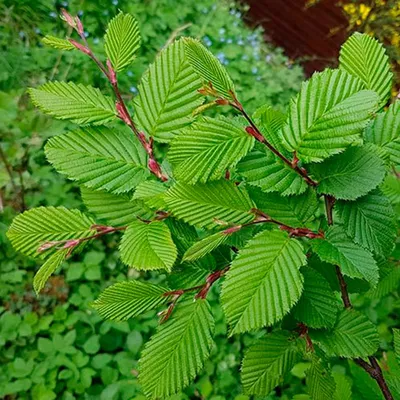 Граб сердцелистный (Carpinus cordata) - Питомник и Садовый центр Русские  Деревья