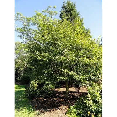 Граб обыкновенный / Carpinus betulus | MULTIFLORA