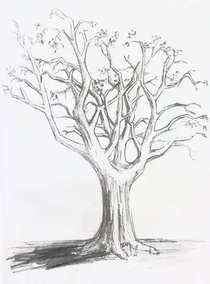 Рисунок дерева в графическом стиле - 47 фото