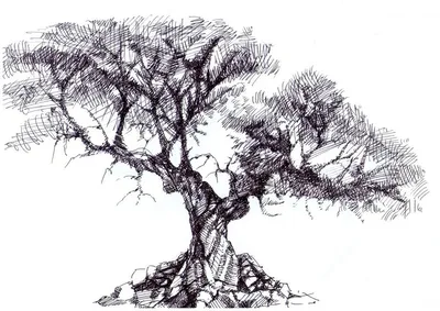 Tree stencil, Tree drawing, Tree art