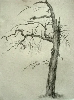 drawing tree branches - Google Search | Рисование деревьев, Графика,  Рисовать