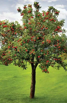Дерево яблоня Изображения – скачать бесплатно на Freepik