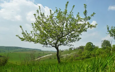 Яблоня дерево-сад (Амулет + Деликатес) саженцы в Украине